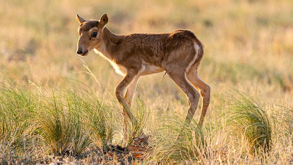 Saiga calf