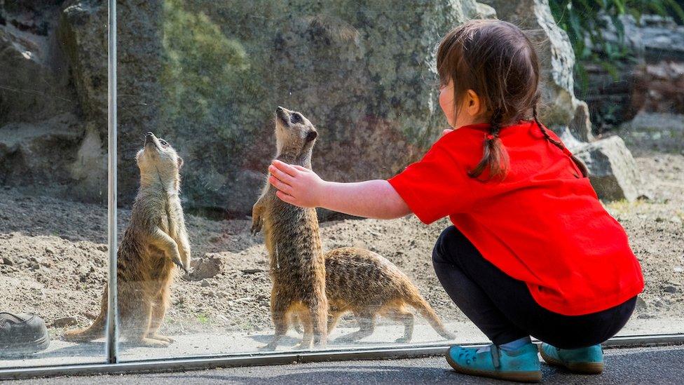 Girl and meerkats