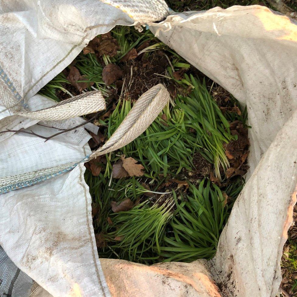 Bluebell plants in a sack