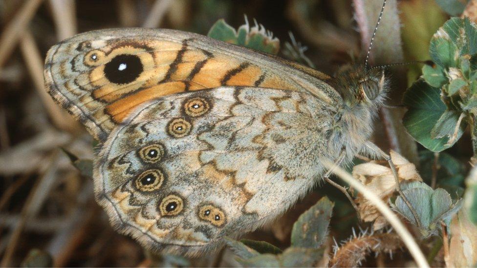 Wall butterfly