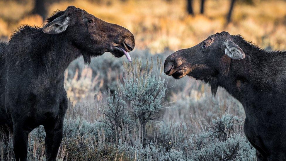 Two moose stand in a field, one is sticking its tongue out at the other, who looks surprised