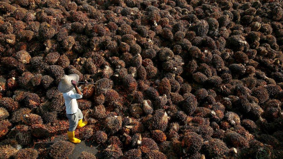 Palm oil worker