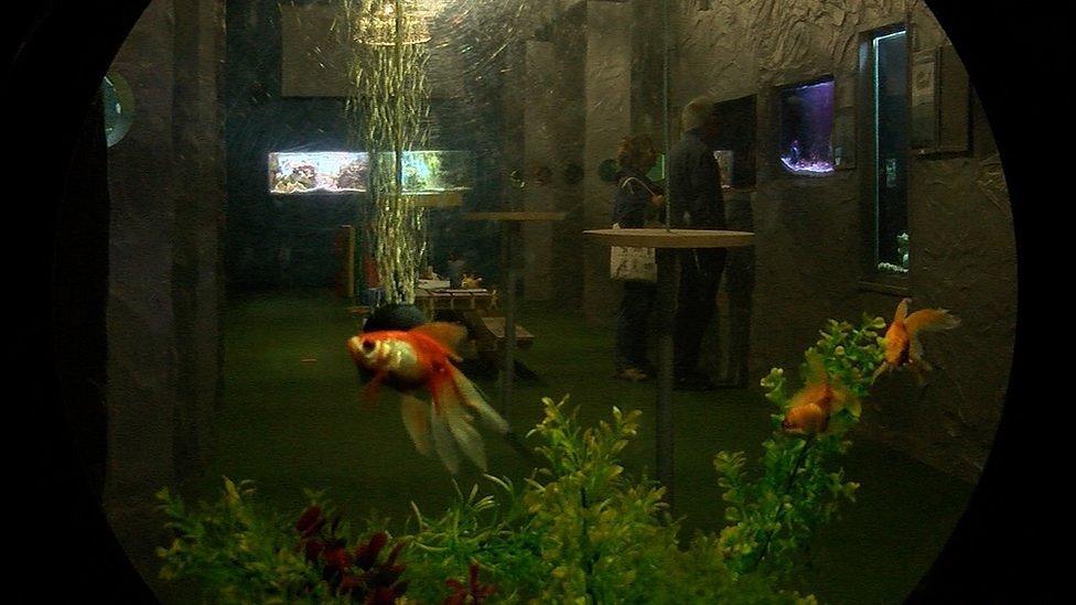 Fish in tank