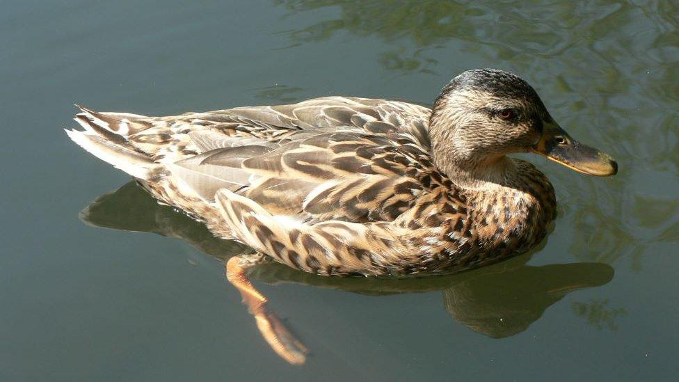 Gadwall duck swimming.