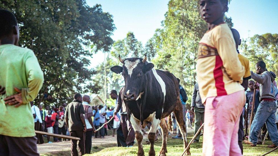 People look on at a bull in western Kenya