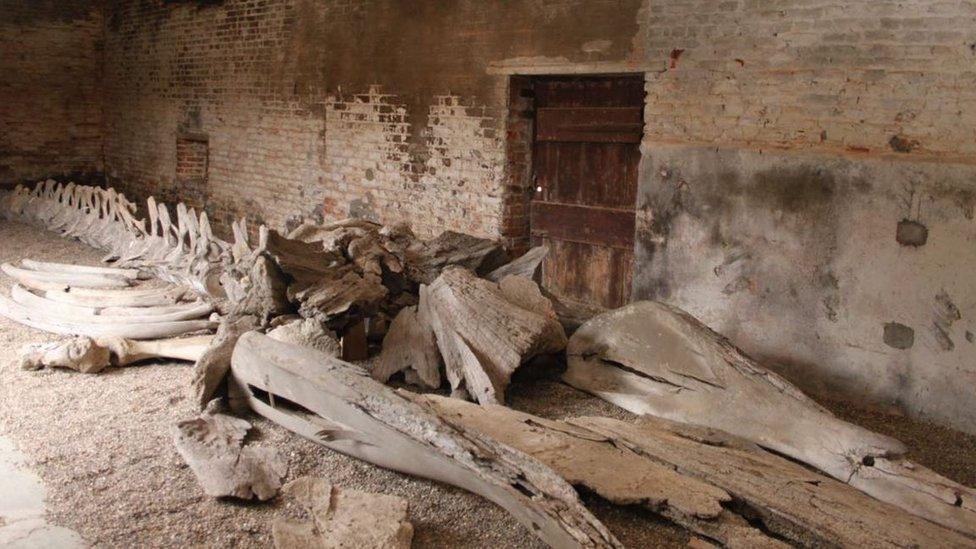 The whale skeleton was kept in a barn at Constable Burton for many years