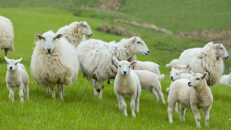 Sheep and lambs