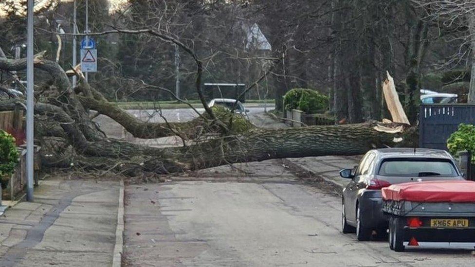 Fallen tree in Aberdeen