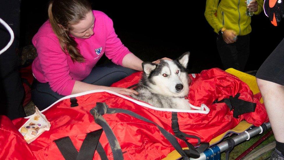 Harley on a stretcher and sleeping blanket