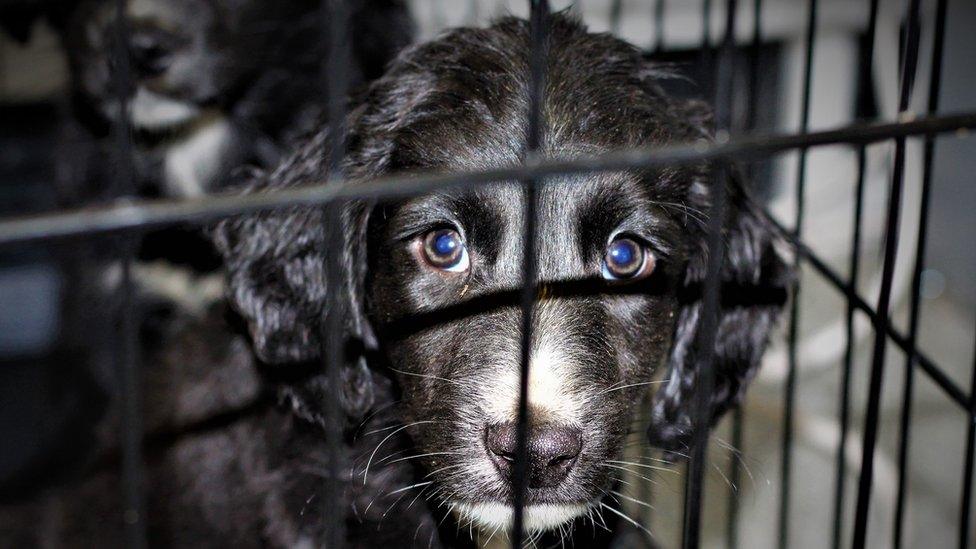 Puppy looking through bars