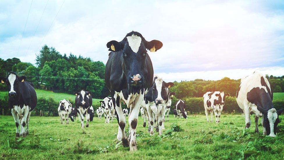 Cows in a field