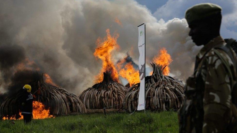 Piles of elephant tusks on fire