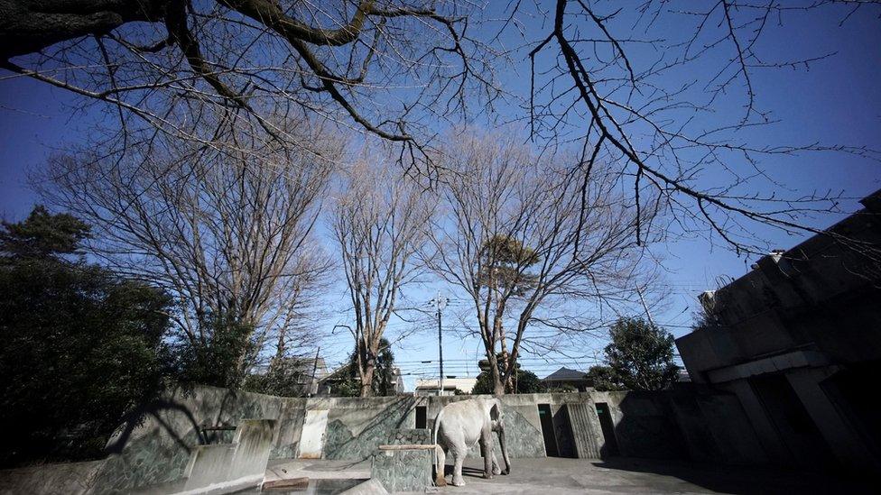 Hanako the elephant stands in her pen