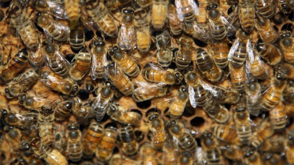 Honey bees (Apis mellifera) - file pic