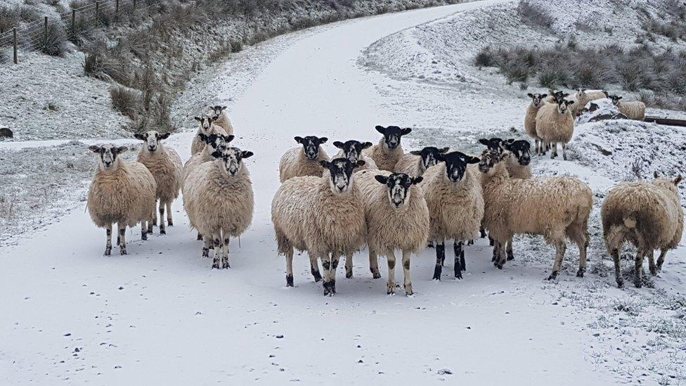 Sheep in snow at Moffat