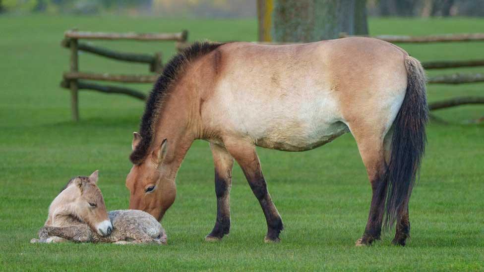 Female Przewalski's horse and foal