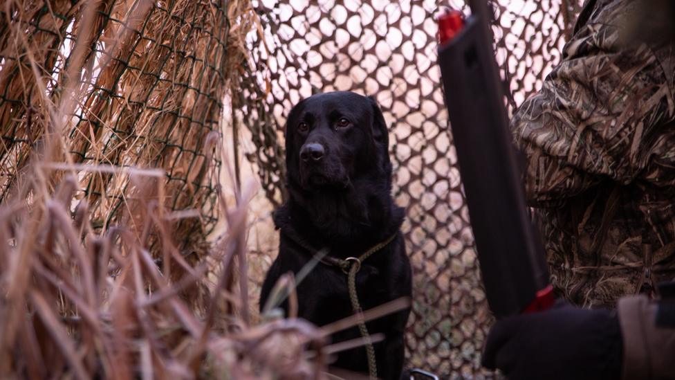 labrador