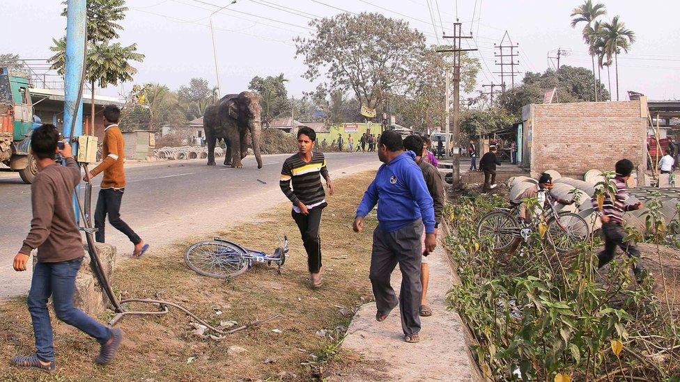 People run from elephant that strayed into the city