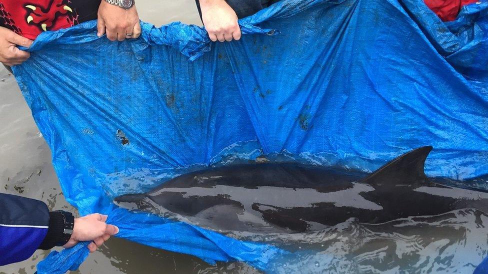 Dolphin being carried to shallow waters