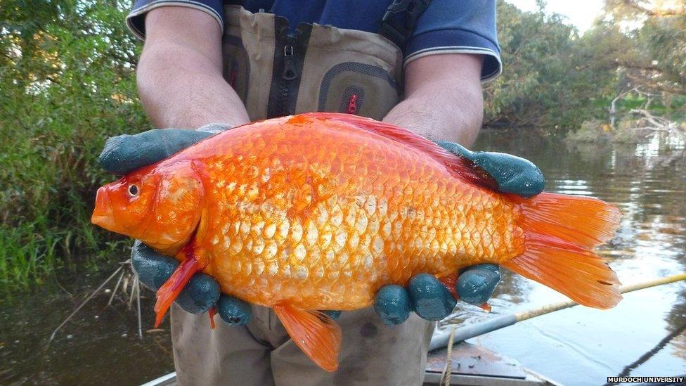 Hands holding a big goldfish