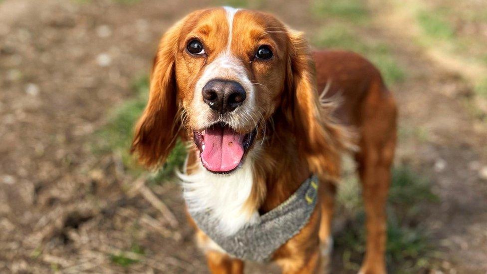 Cocker spaniel Roo