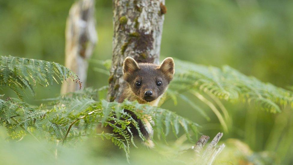 pine-marten