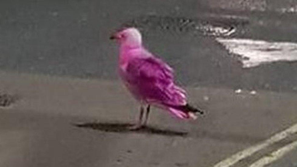 Pink seagull