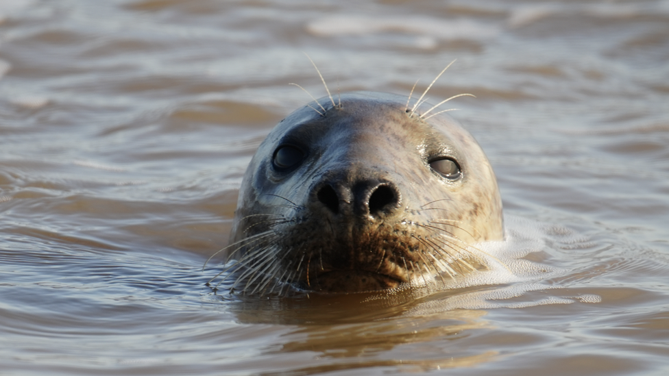 Grey seal pups