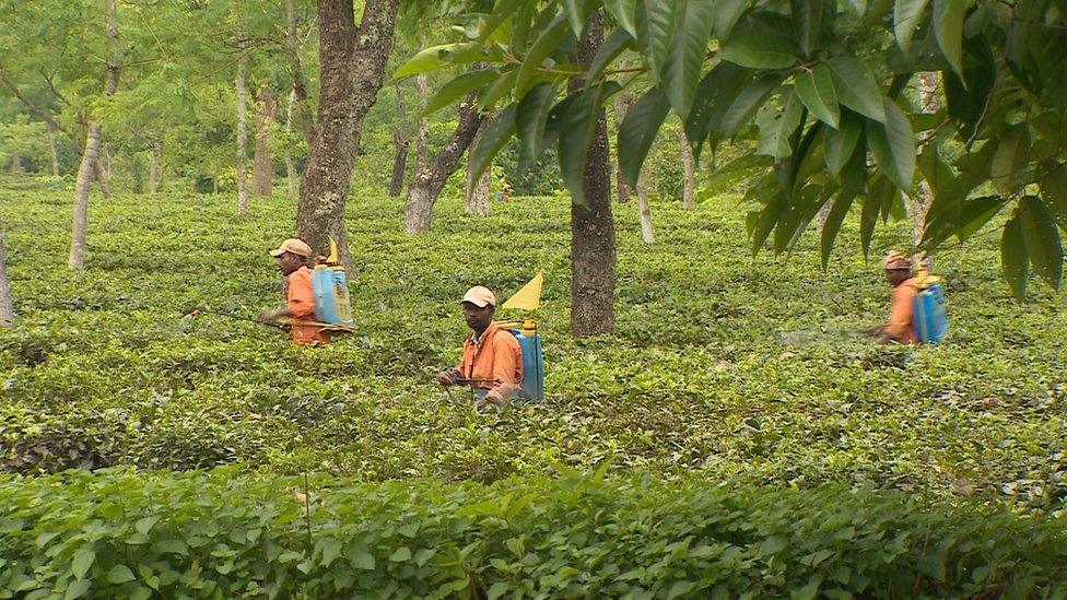 Workers spraying pesticides without protective equipment