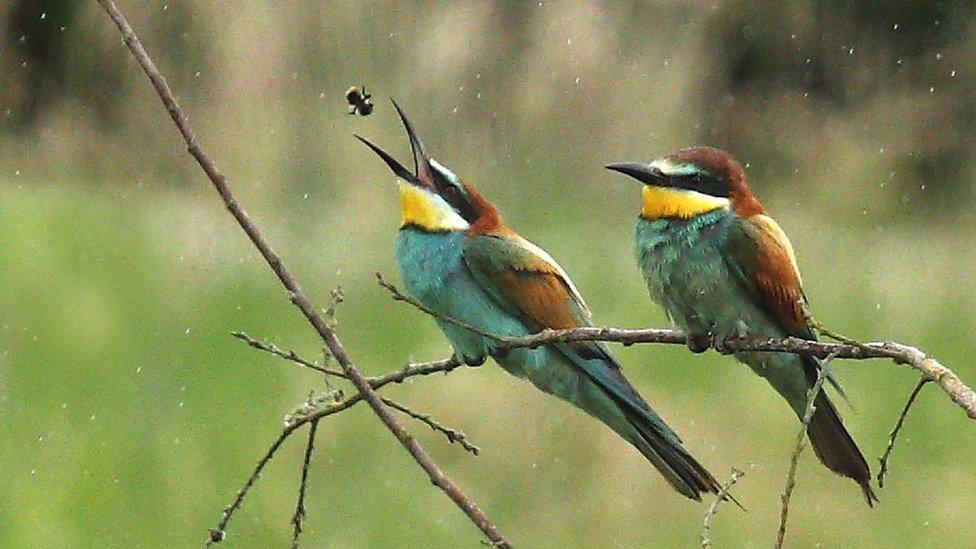 Bee-eaters