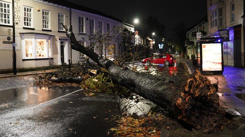 Tree lies in road in village