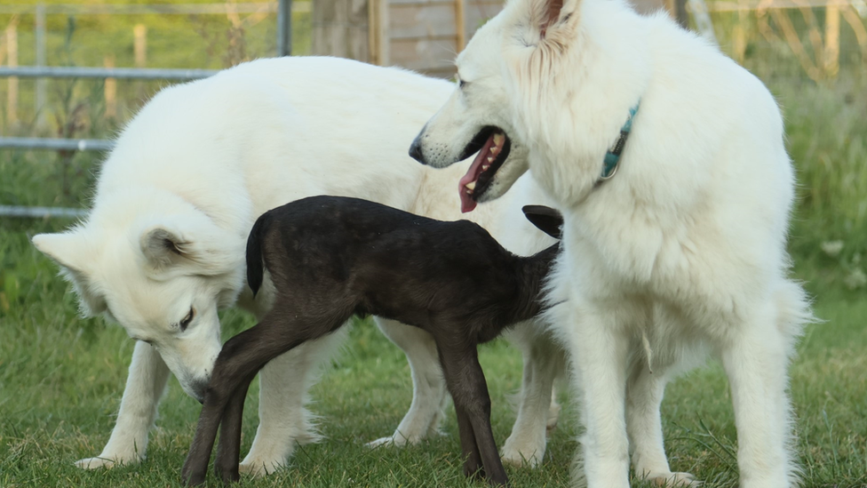 Milly being groomed by the two dogs