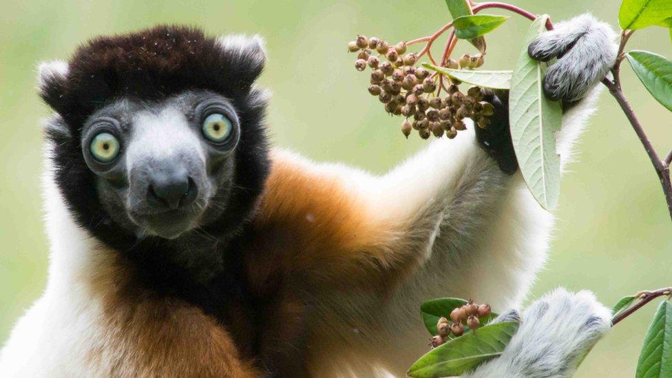 Crowned sifaka, Belfast Zoo