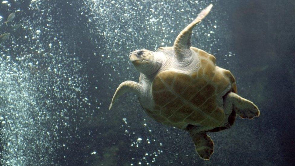 Sea turtle