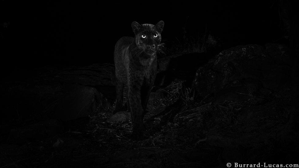 A black leopard captured in the wild