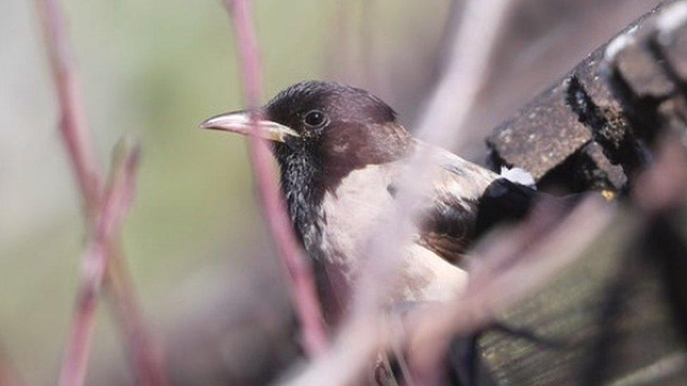 Rose-coloured starling