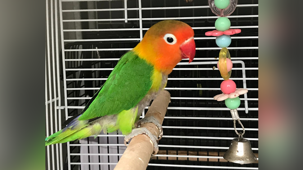 The abandoned lovebird in a cage