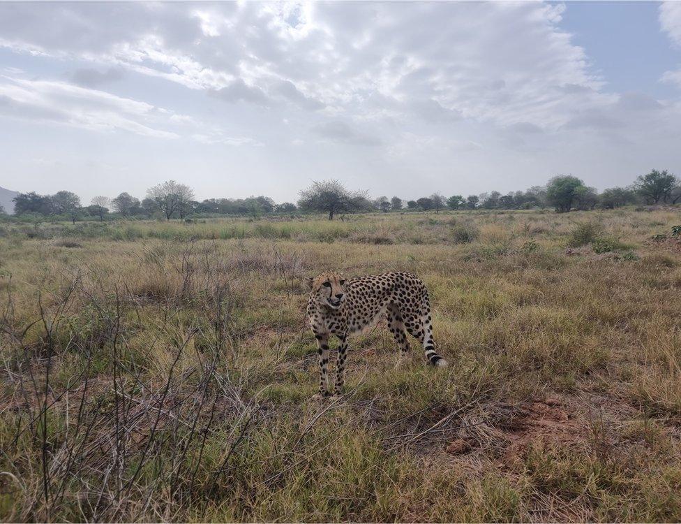 Cheetah in Kuno