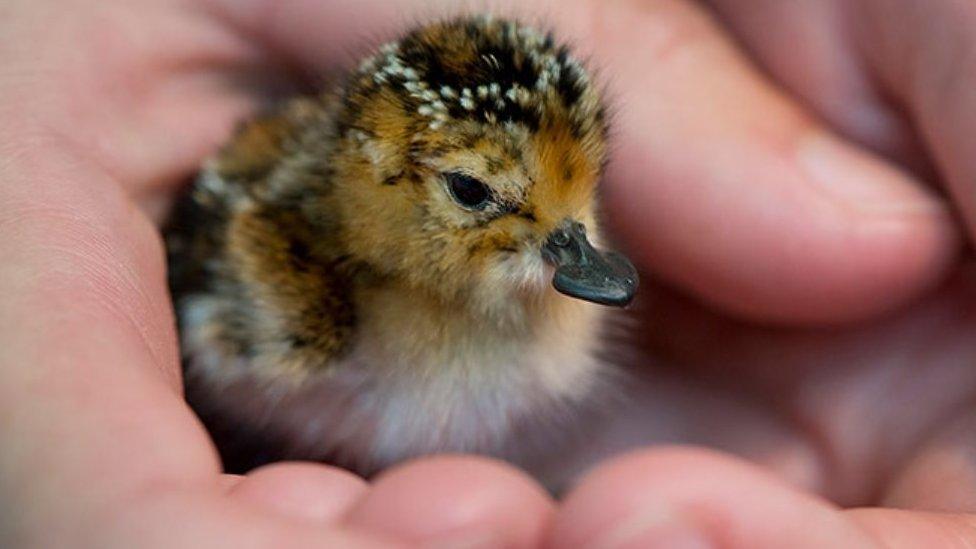 Spoon-billed sandpiper chick (c) WWT