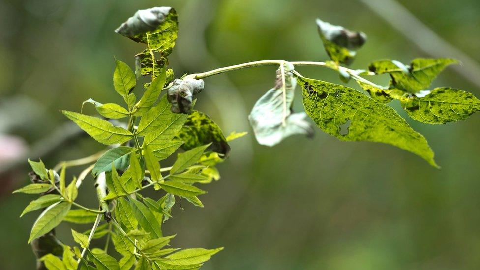 ash dieback