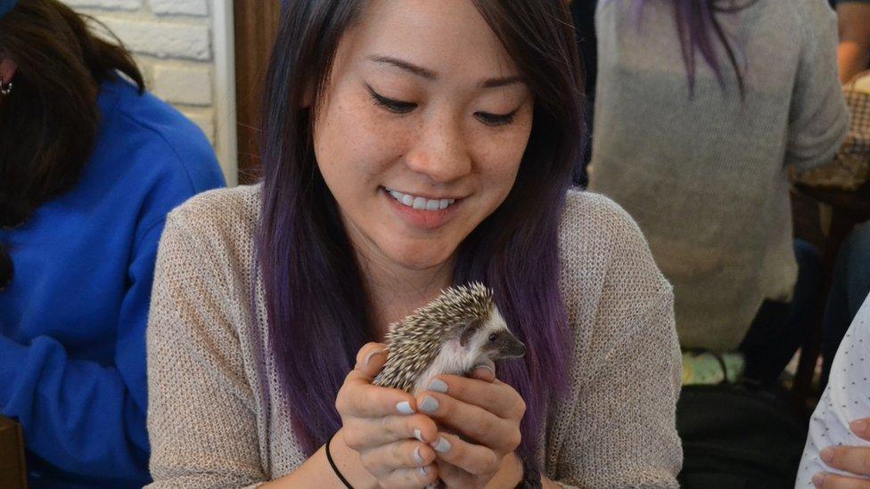 A visitor to the hedgehog cafe holding a hedgehog