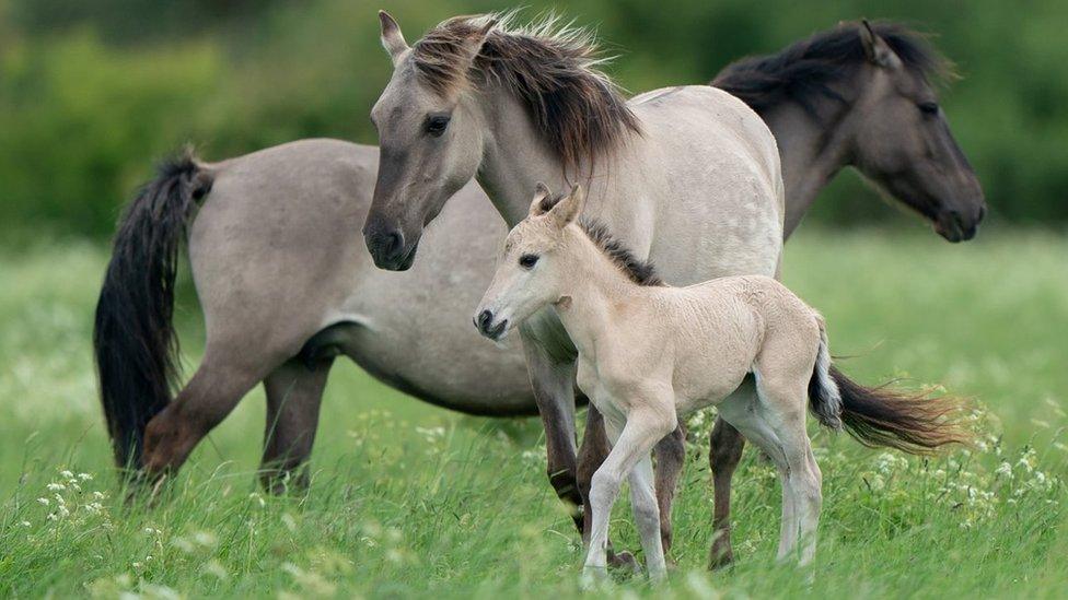 Konik foal and ponies at Wicken Fen nature reserve