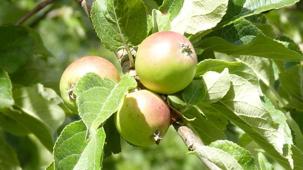 Apples on a tree