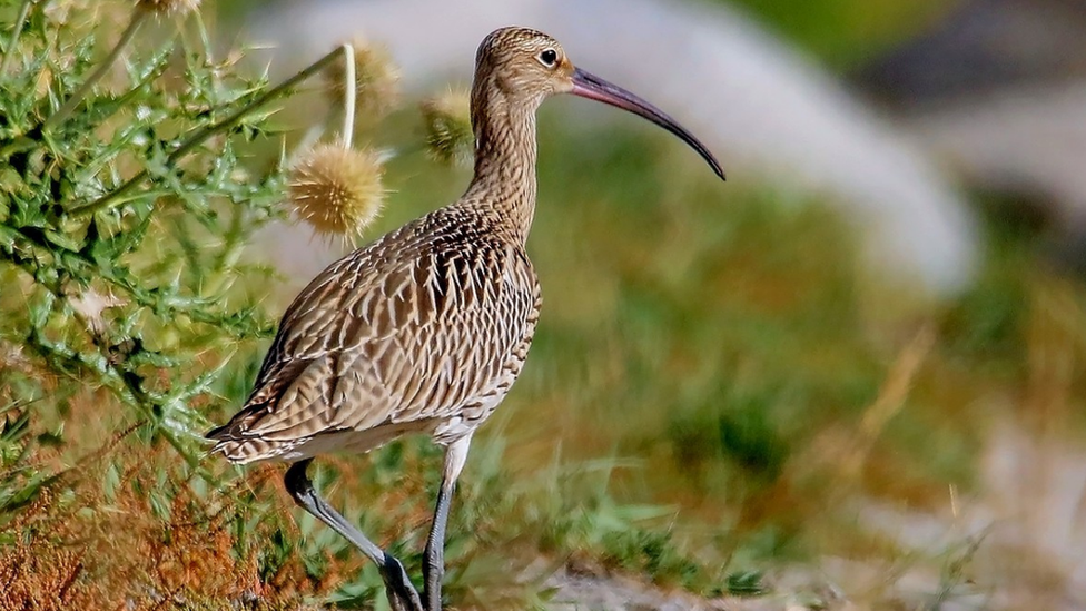 Curlew