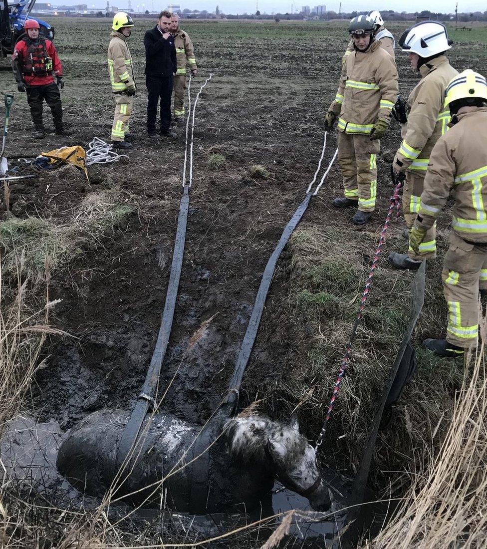 Horse stuck in ditch