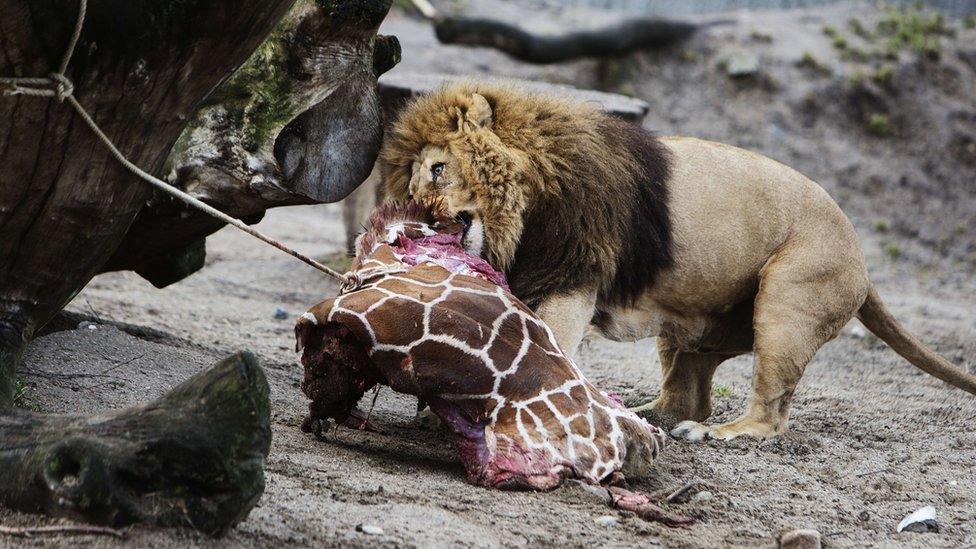 The lions at Copenhagen Zoo eat a giraffe in 2014