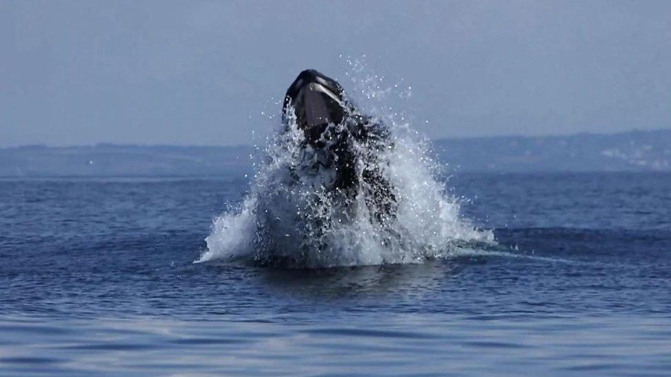 Humpback whale