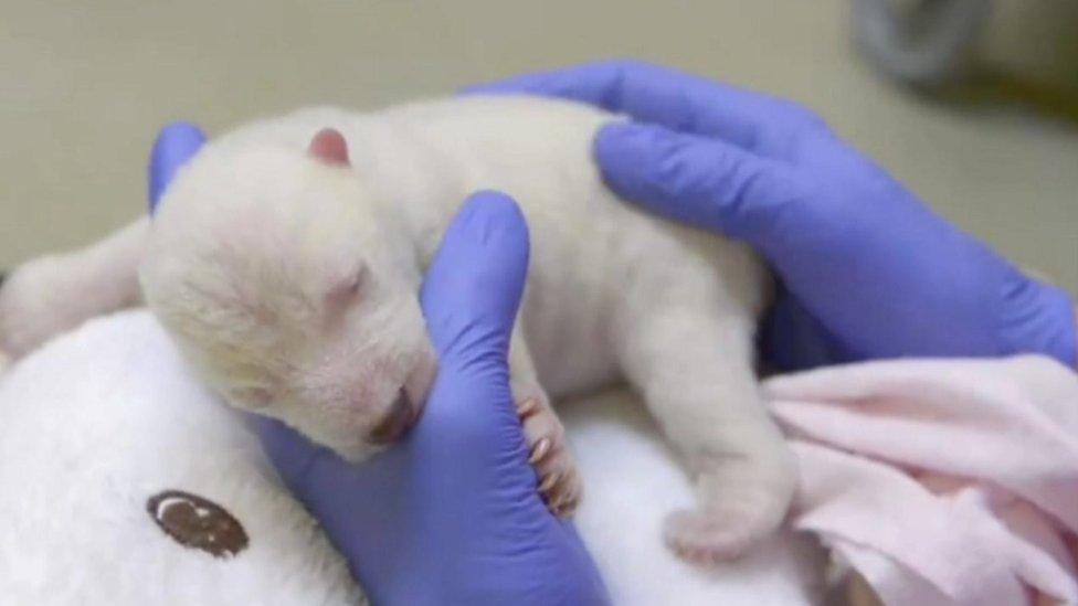 Baby polar bear cub