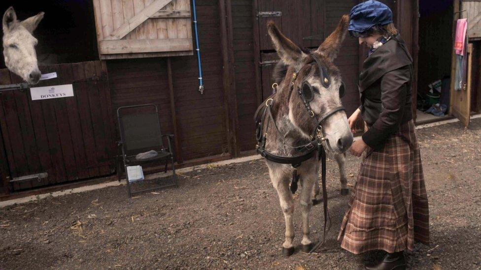 A woman leads a donkey along at Balmoral Show