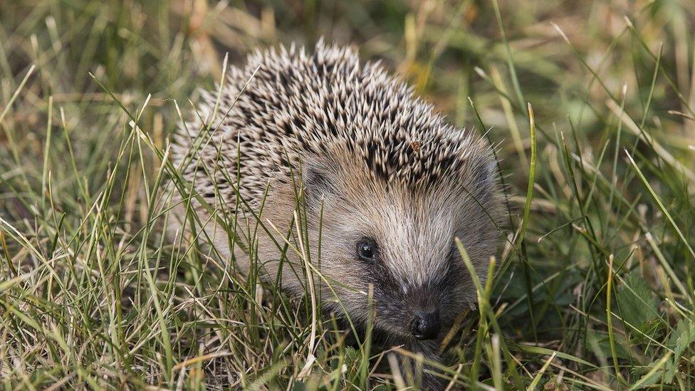 European hedgehog